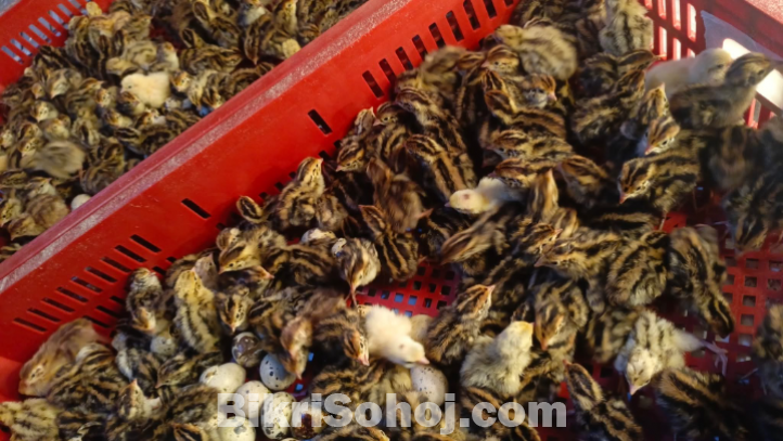 কোয়েল পাখি